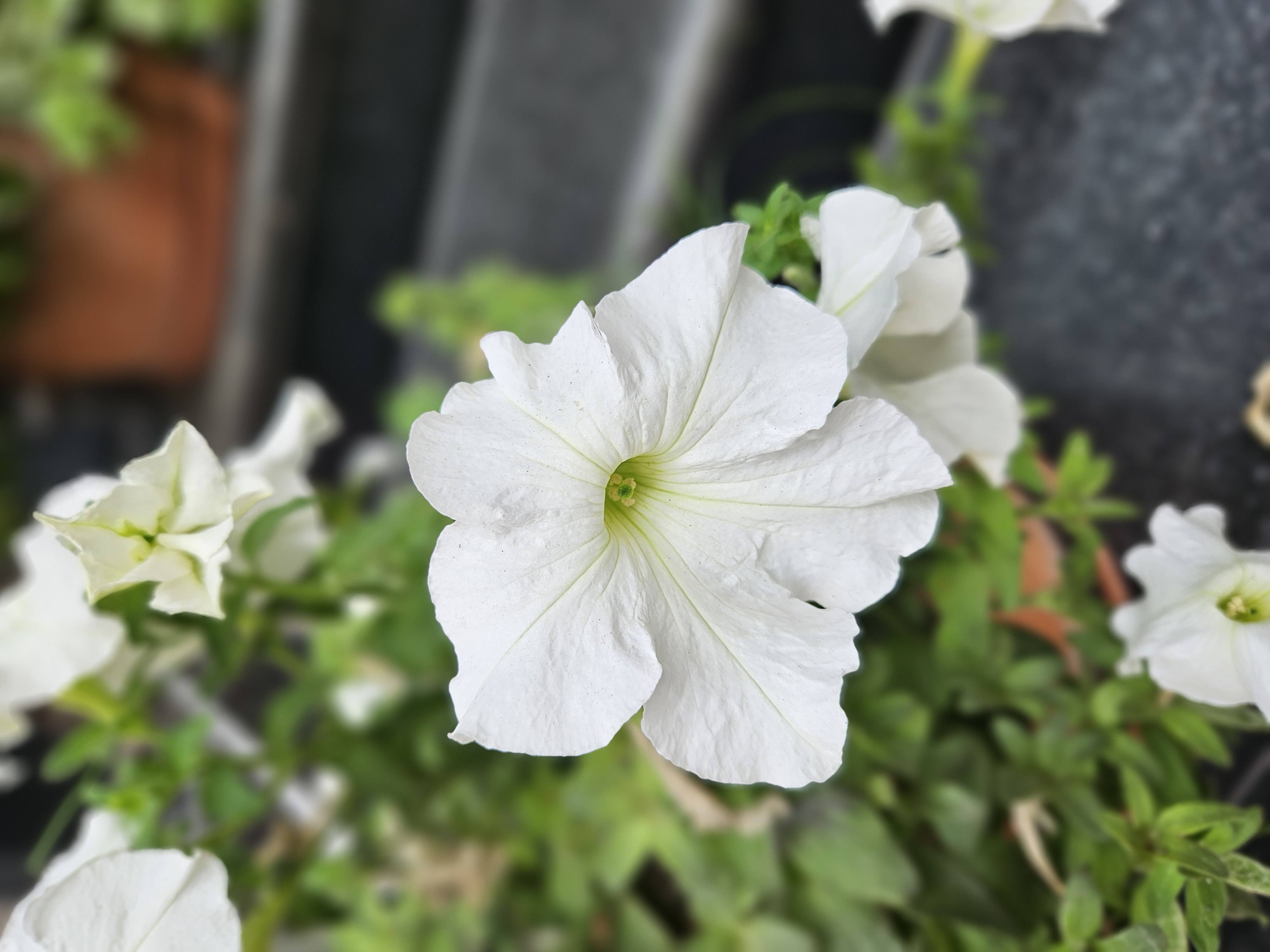 Quiet White