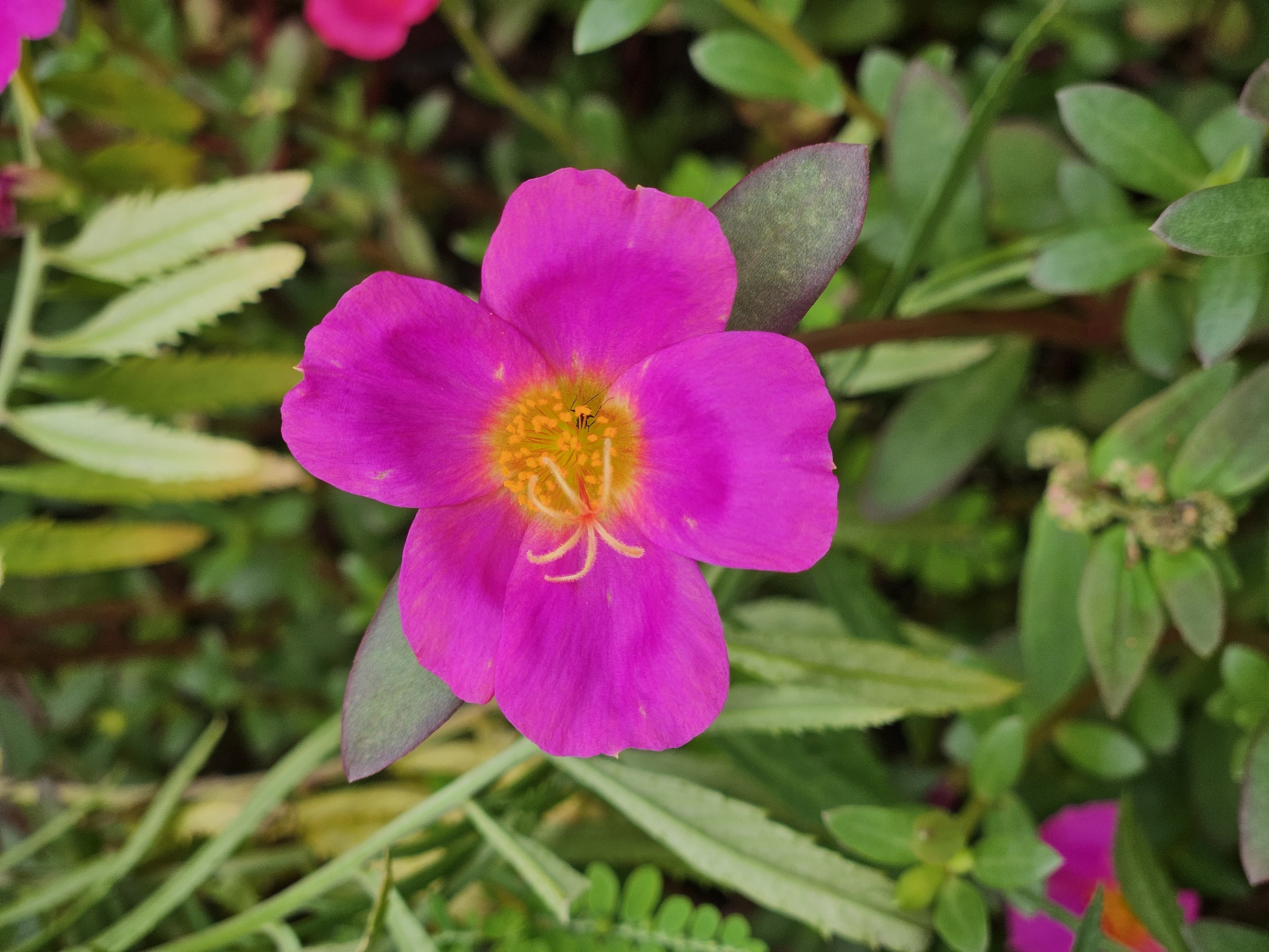 Midday Bloom