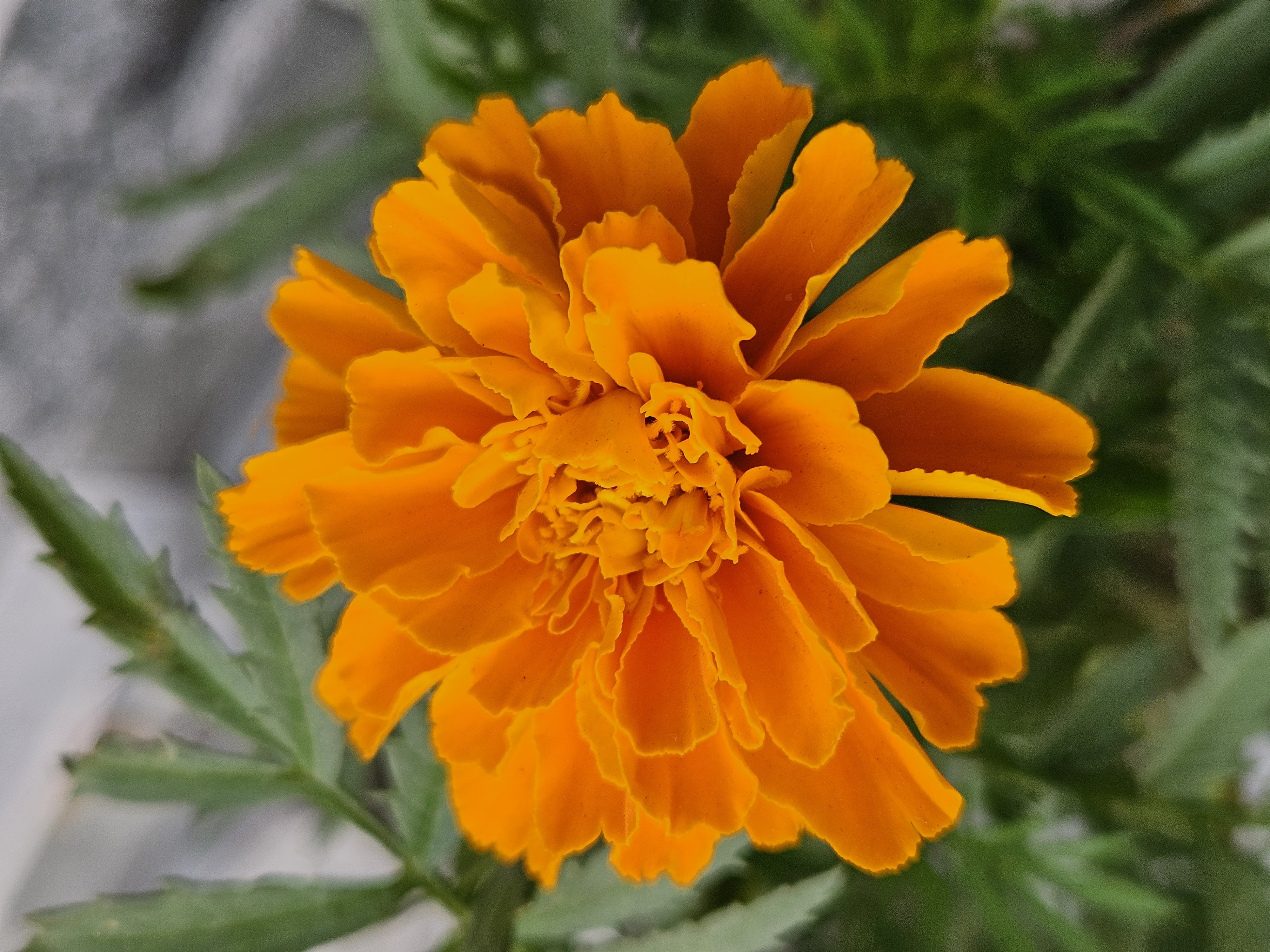 Golden Bloom