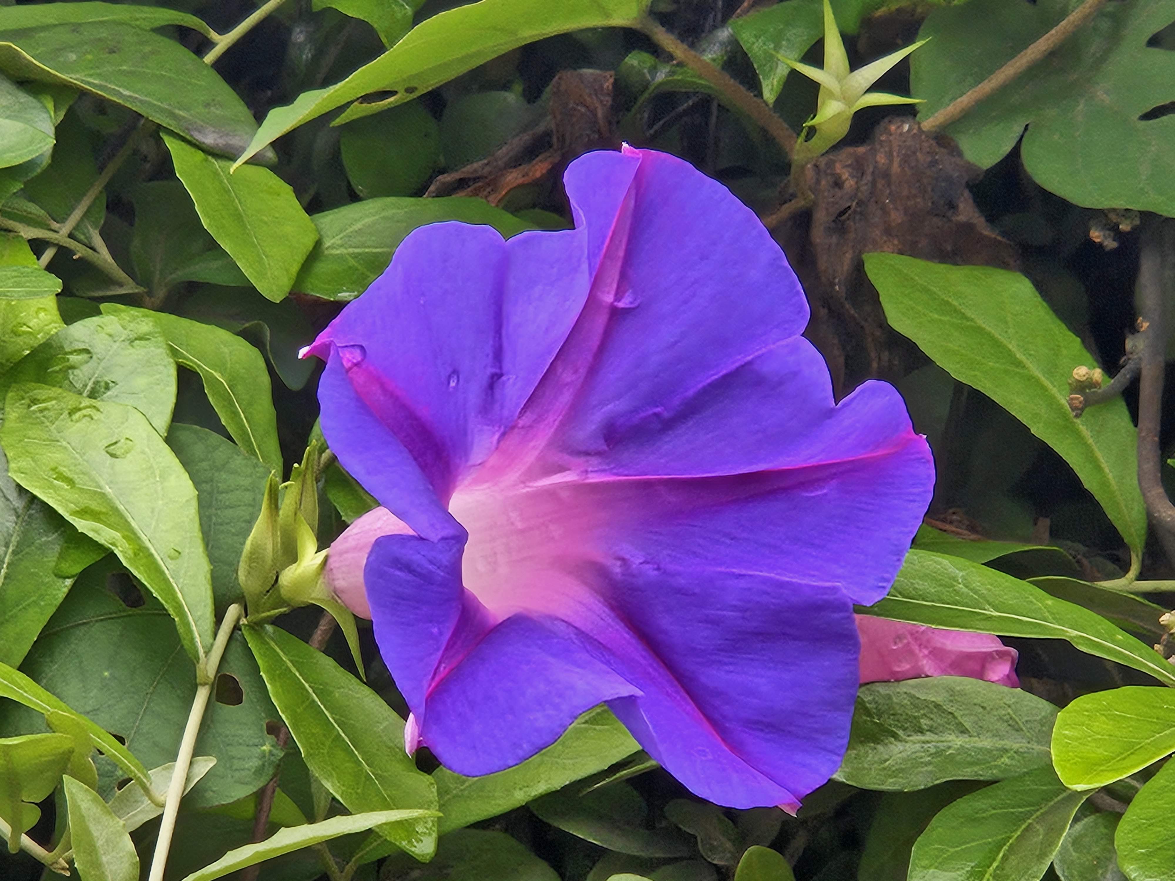 Morning Glory