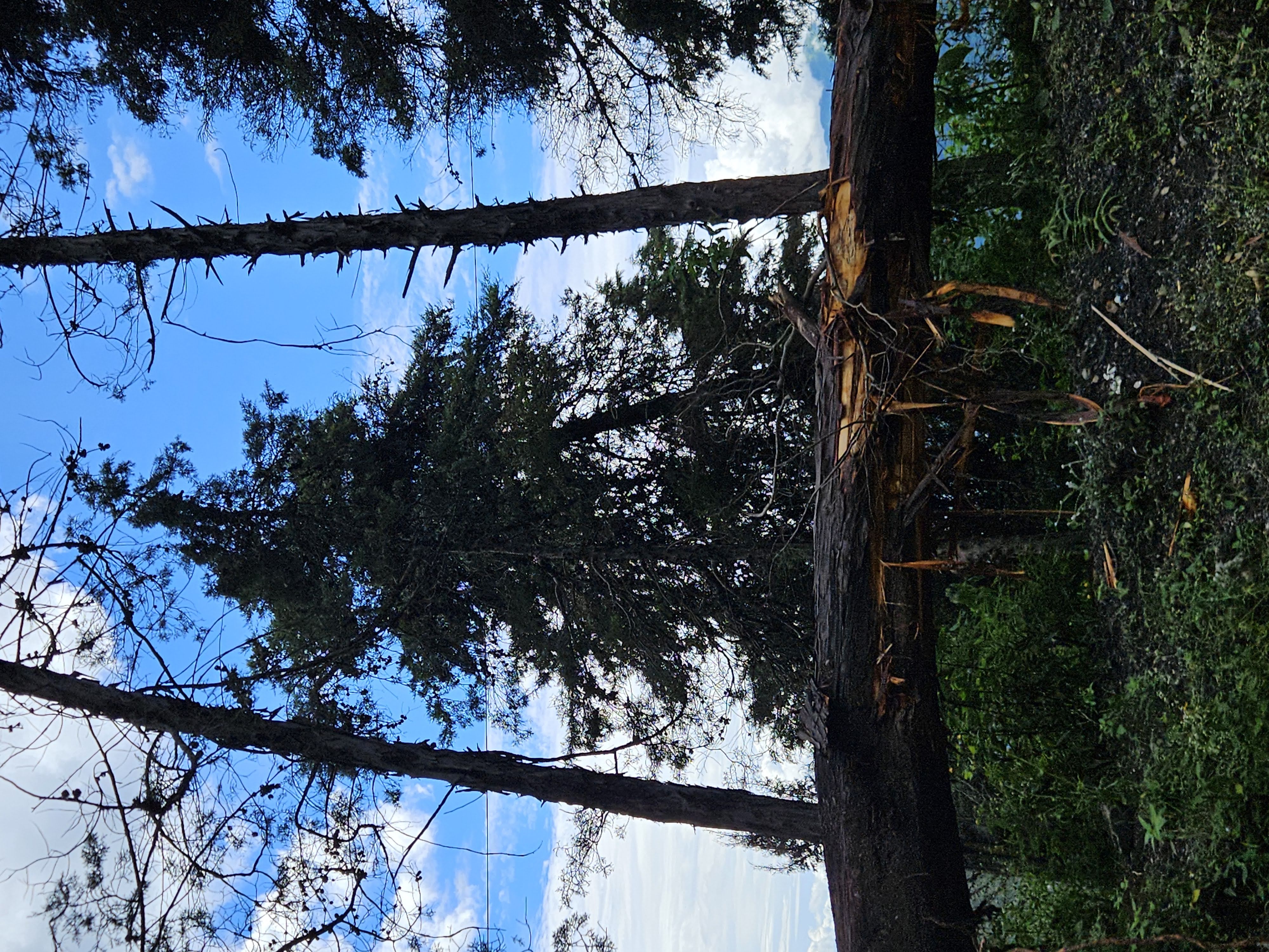Cathedral Pines