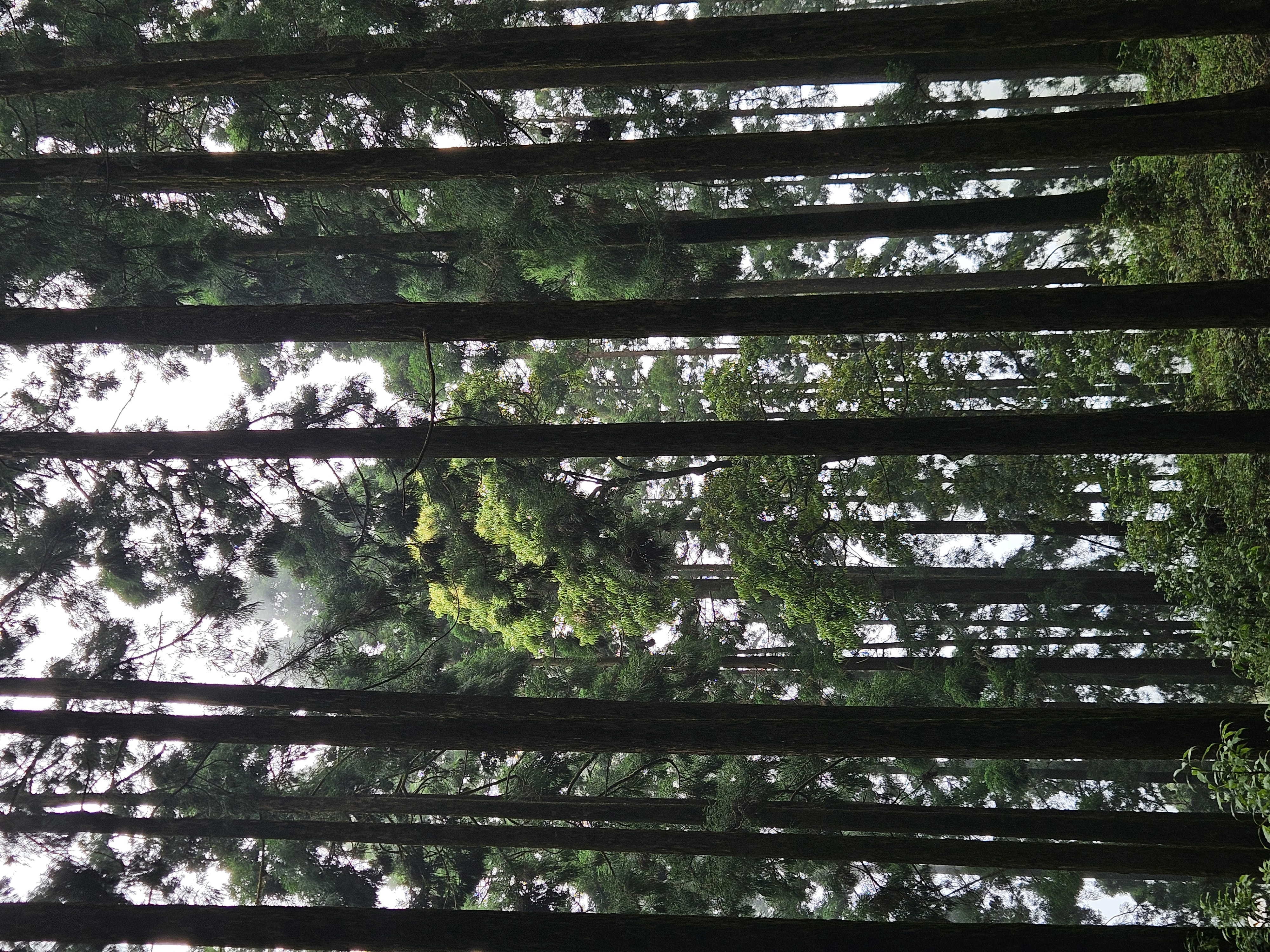 They Say Don't Look Up