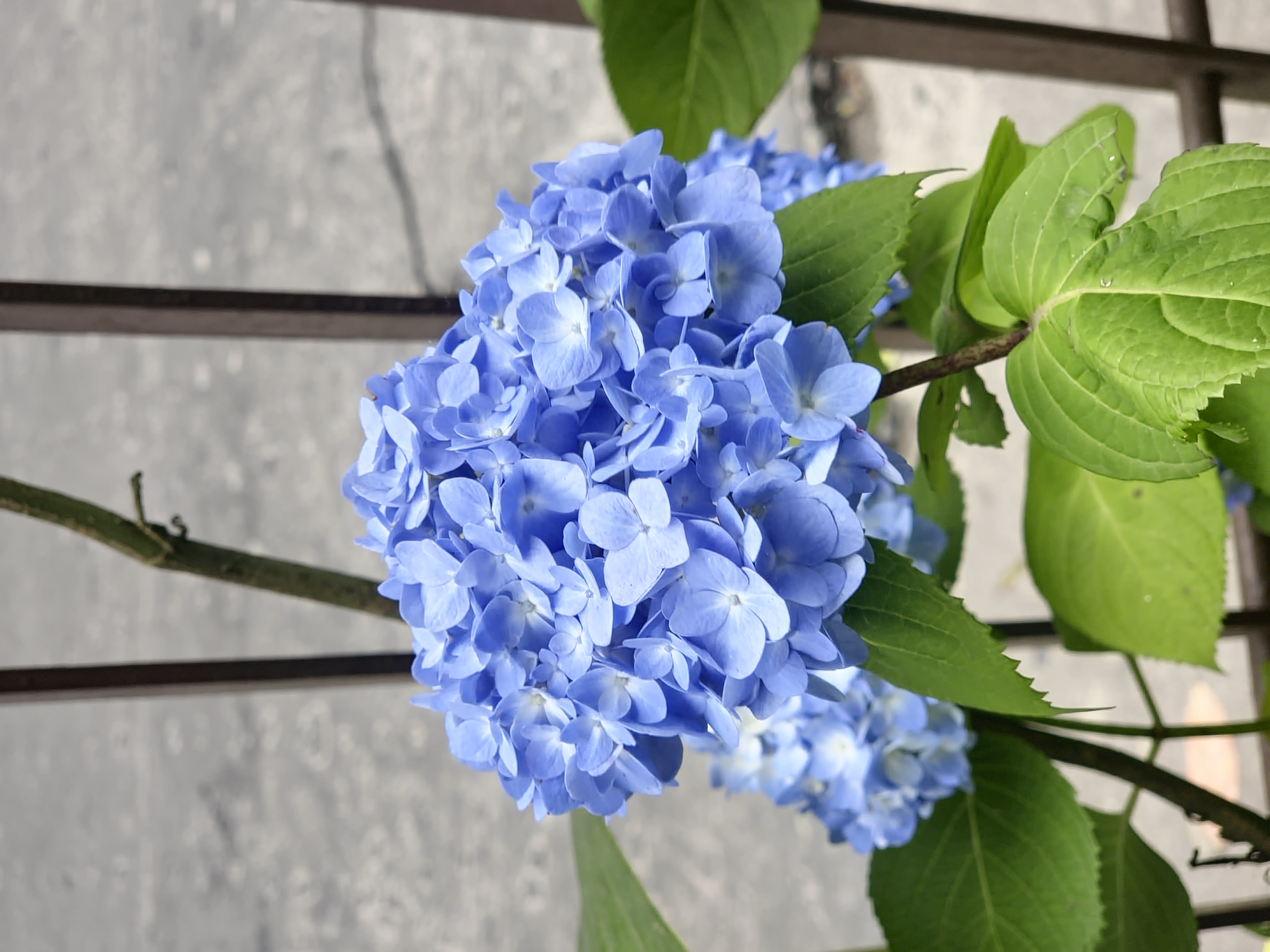 Blue Hydrangea