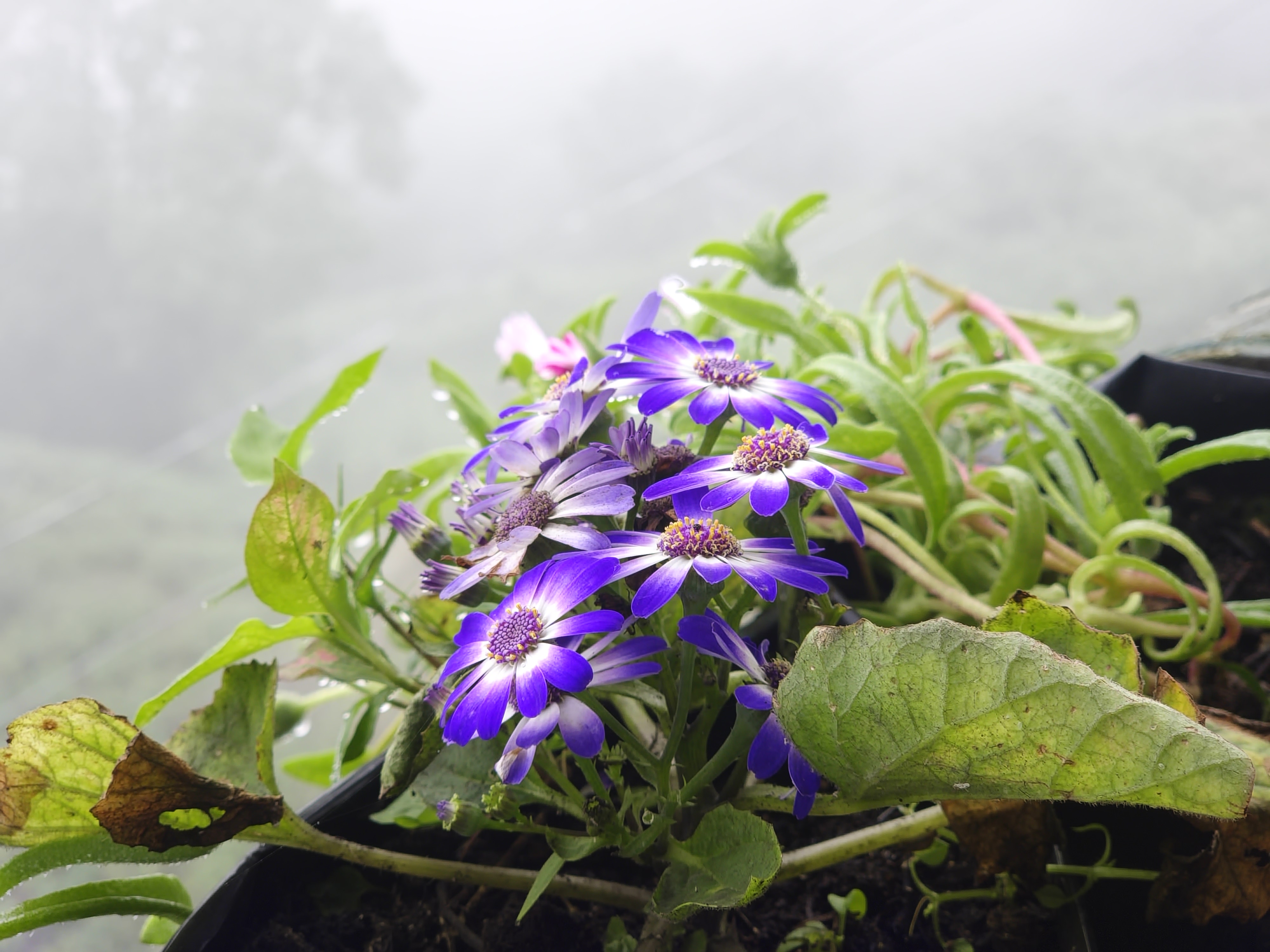 Cineraria in the Mist
