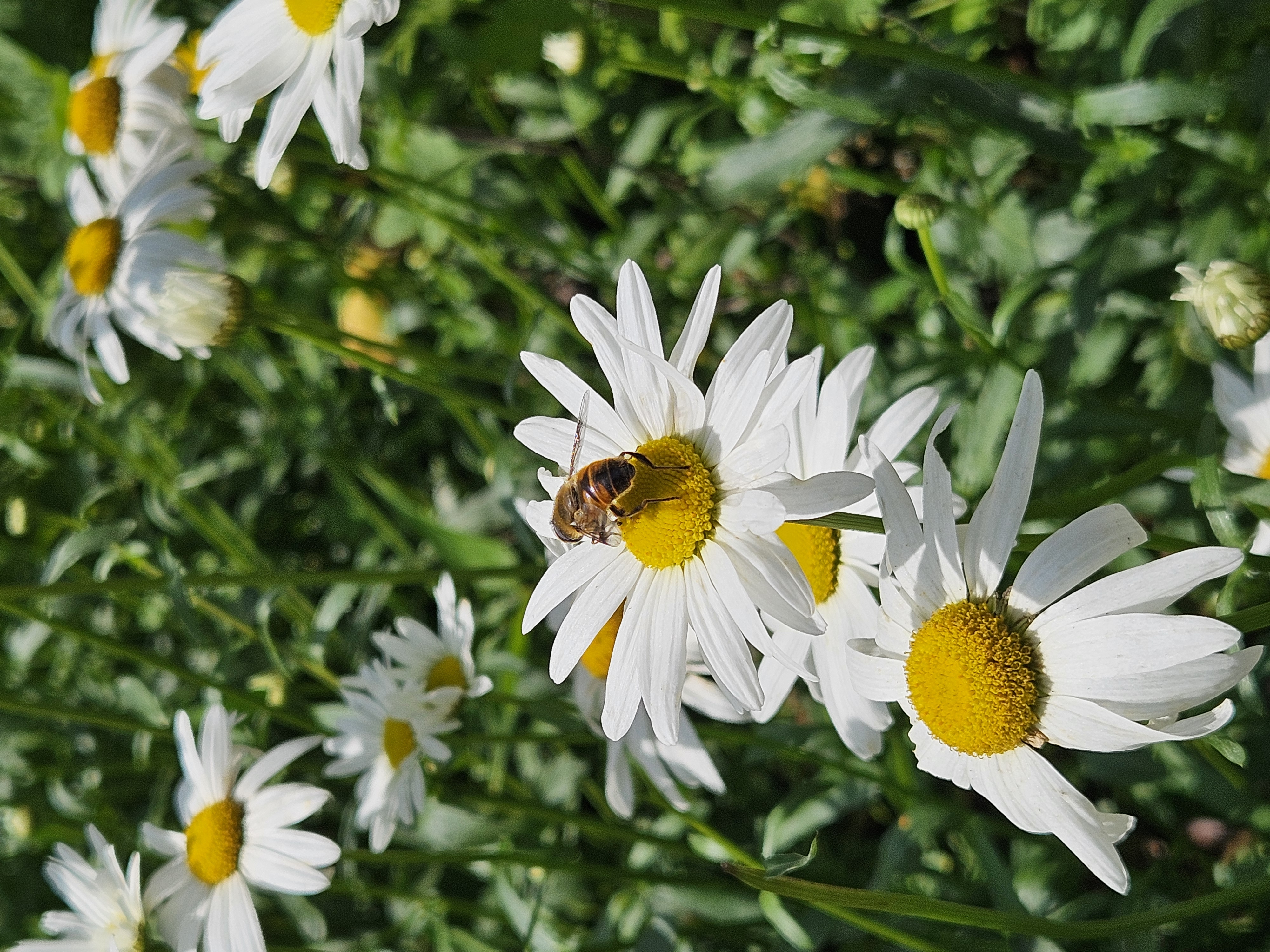 The Pollinator