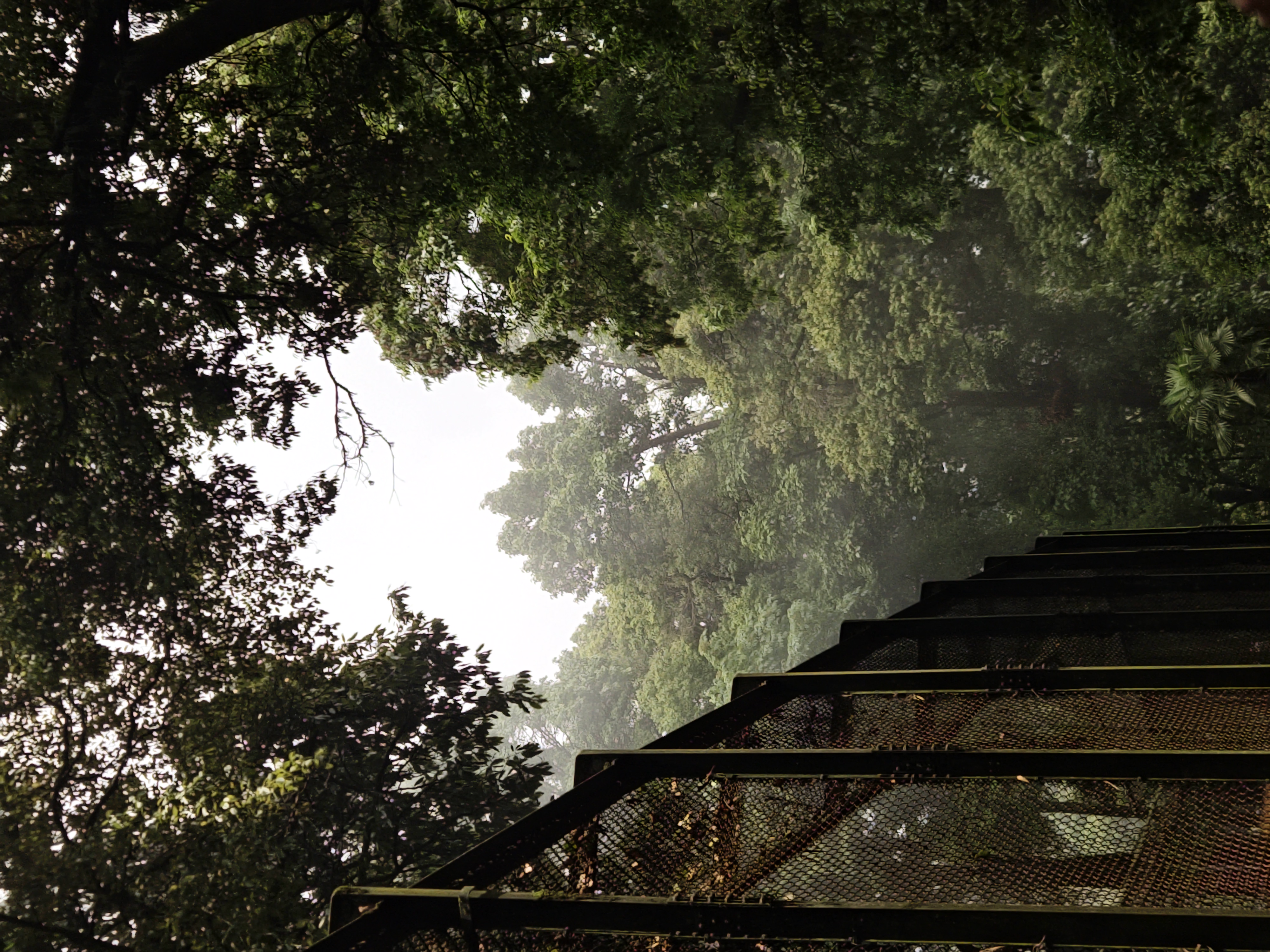 Canopy & Iron
